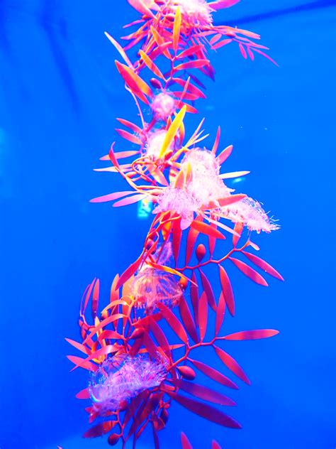 kiku | Flickr