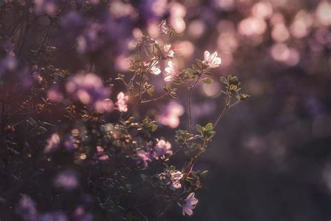 Wallpaper Sunlight Depth Of Field Flowers Nature Branch Cherry