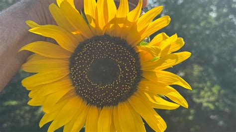 tallest  sunflower  growing  indiana wthrcom