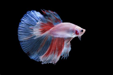 Halfmoon Betta Fish: Types & Care - The Aquarium Life