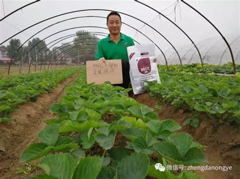 7月份是促进草莓匍匐茎生长的最后时机，快来看看怎样管理