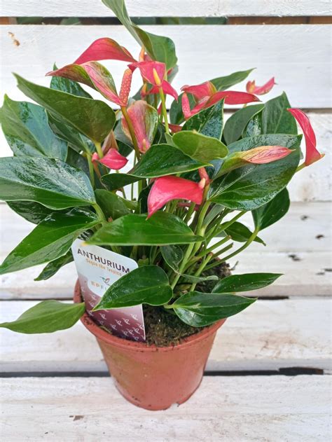 Антуриум мини / Anthurium | ДАНИЕЛ ЕЛ ДИ