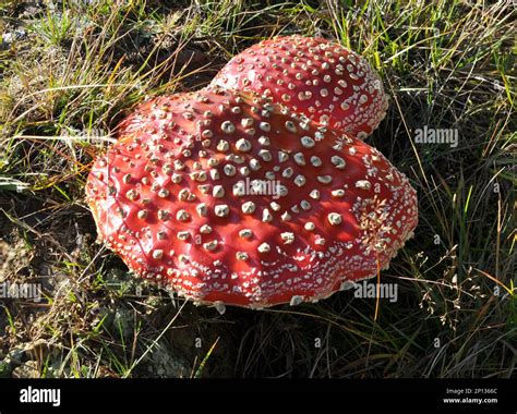 Poisonous Mushrooms Grow In The Forest In The Wild Red Fly Agaric