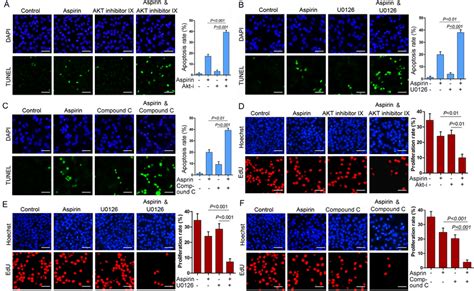 Combination of aspirin and inhibitor of Akt, MEK or AMPK... | Download ... 