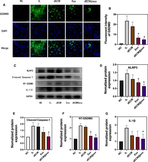 Decm Exo Modulated Pyroptosis In Npcs A Fluorescence Images Of Gsdmd