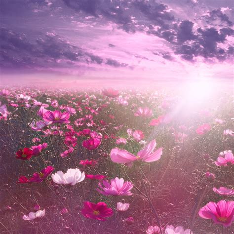 Aesthetic Flowers Pink | Best Flower Site