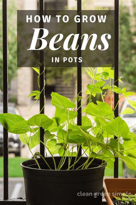 How To Grow Beans In Pots 7 Tips For A Bountiful Harvest Growing