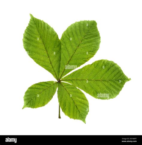 Horse chestnut tree leaf isolated on white Stock Photo - Alamy