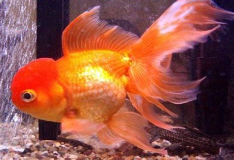 Goldfish Care - Types | Pictures | Diseases and Treatment: Oranda ...