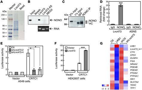 Linc Is Associated With Nono Protein And Stimulates Crtc Nono