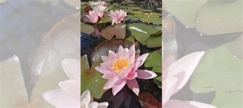 Нимфеи для пруда купить в Воронеже | Товары для дома и дачи | Авито