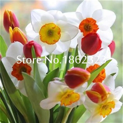 Pcsbag Narcissus Flower Bonsais Planta Aquatic Plants Double Petals