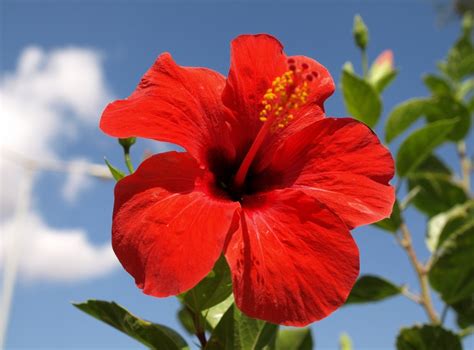 Hibiscus The National Flower Of Malaysia