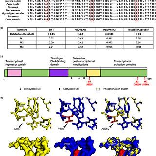 (a) Multiple sequence alignment showing evolutionary conservation of ... 
