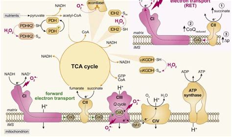 Mol Cell