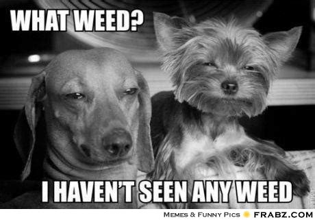 Top Funny Cannabis Memes - ISMOKE