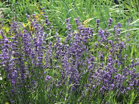 Lavendel Dwarf Blue Lavandula Angustifolia Dwarf Blue