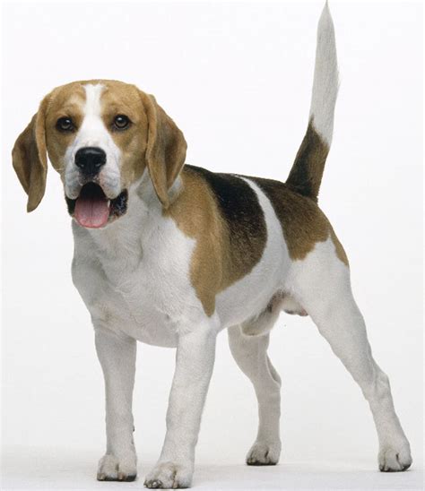 The dog in world: Beagle dogs