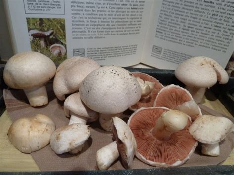 Champignons Ros S Des Pr S De Mon Jardin Passionpotager Canalblog