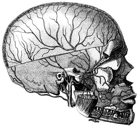 Real skull Human Anatomy the human skull Old by mapsandposters