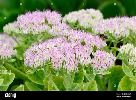 Sedum Spectabile Brilliant Pink Stonecrop Masses Of Tiny Star Like