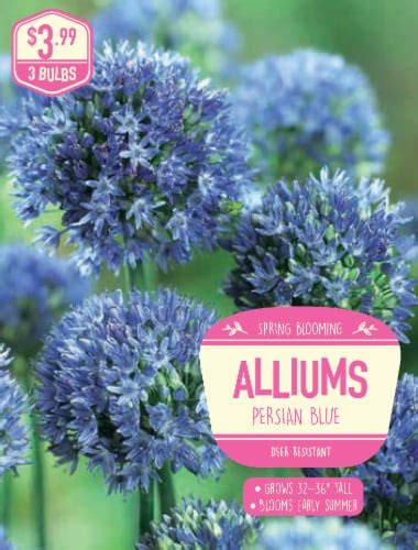 Garden State Bulb Allium Persian Blue Bulbs 3 Ct Kroger