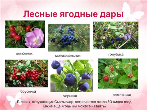 Дары леса - ягоды презентация, доклад