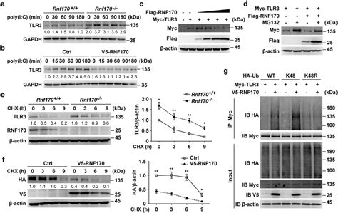 RNF170 promotes the K48-linked ubiquitination and proteasomal ... 