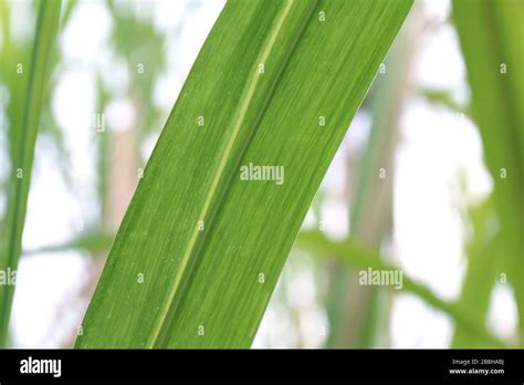 Sugar cane leaves fresh green close-up, Sugarcane tree Stock Photo - Alamy