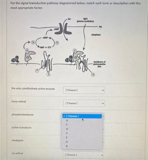 Solved For the signal transduction pathway diagrammed below, | Chegg.com
