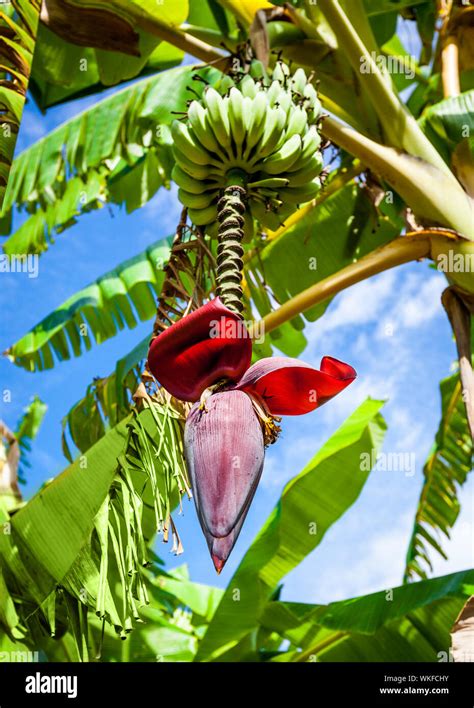 Banana flower on banana tree Stock Photo - Alamy