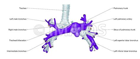 Pulmonary Artery Tree