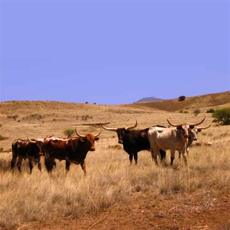 Texas Longhorn Cattle Herd on a Working Cattle Ranch