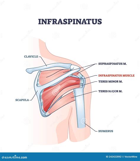 Músculo Infraspinatus Y Estructura ósea Esquelética En El Diagrama De