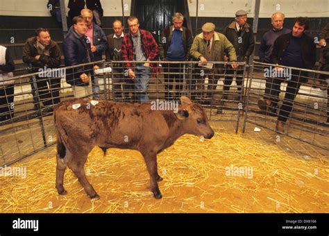 Banbury Stockyard Cattle Market Oxfordshire Hi Res Stock Photography