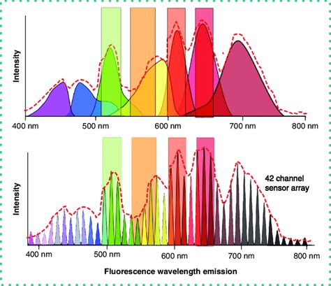 Shown In The Upper Half Is A Complex Mixture Of Fluorochromes Over The