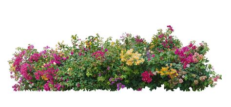 Large Bush Flower Spreading Shrub of Purple, Pink, Yellow and Red ... 