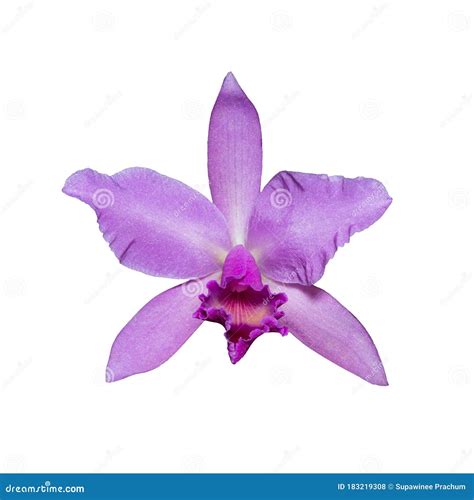 Orchid Cattleya Labiata Pink Flower Isolated On The White Background