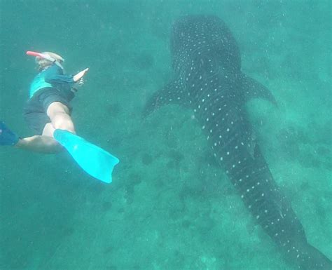 Snorkeling at Whale Shark Point, South Ari Atoll | Snorkeling in Maldives