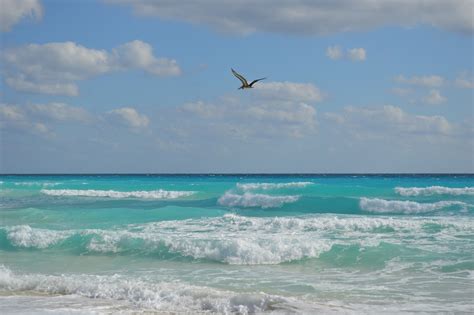 Free Images Beach Sea Coast Sand Ocean Horizon Bird Cloud