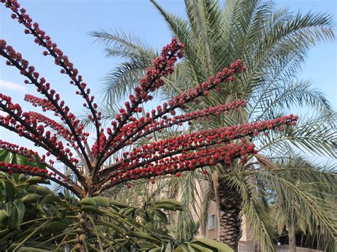 Flora-tree-S