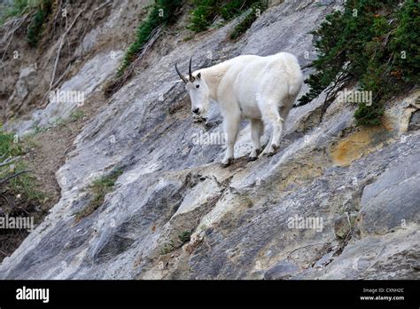 A White Mountain Goat On The Side Of A Steep Rock Cliff Stock Photo Alamy