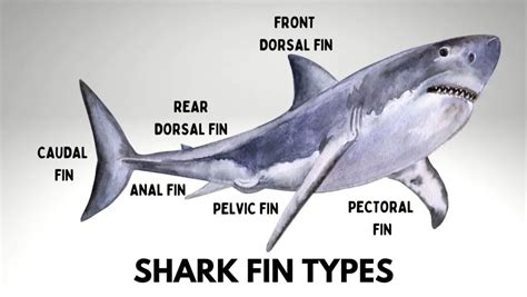 5 Different Types of Shark Fins: What They Mean? - Oxford Pets