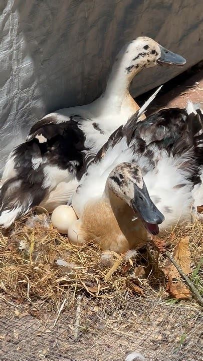 2 Ducks Share A Nest Together 😲🦆🥚🪹 Youtube