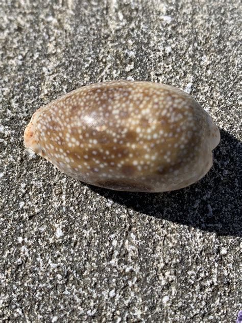 Eroded Cowry From Yuraygir National Park Yuraygir NSW AU On August