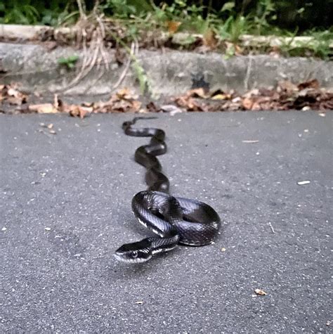 Eastern Gray Ratsnake Complex From Yorktown Dr Chapel Hill Nc Us On