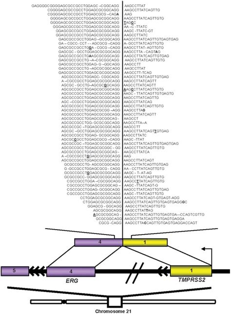 Schematic Of The Intra Chromosomal Rearrangement On Chromosome