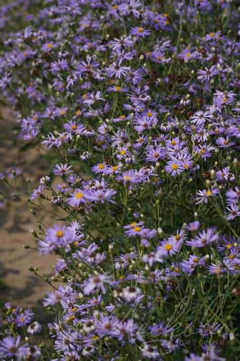 Астра крупнолистная (Aster macrophyllus `Twilight`) - Астра ...