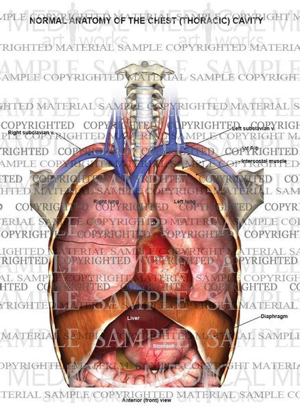 Anatomy of the thoracic (chest) cavity — Medical Art Works