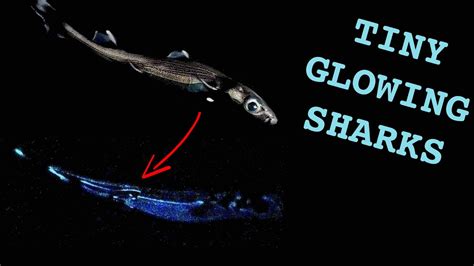 Cookie Cutter Shark Bioluminescence